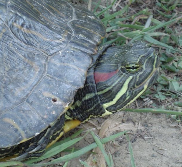 A picture of a red-eared slider turtle on the ground. The turtle has a red band on the side of its head. 
