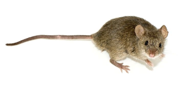 An image of a brown mouse on a white background.
