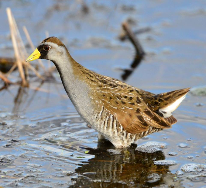 A photo of a Sora (Porzana carolina). It is a brown bird with a bright yellow beak, and it is standing with its feet in the water.
