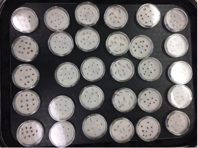 This image shows the beginning of the germination process that allowed researchers to evaluate which seeds took the longest to finish germination. The process of seed germination included: using triple replicated germination trials.